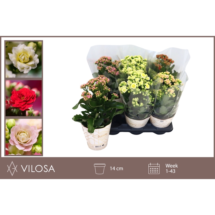 <h4>Kalanchoe 14Ø 40cm</h4>