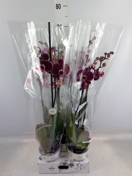 <h4>Phalaenopsis   ...red</h4>