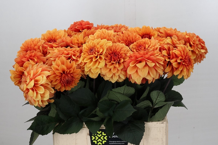 <h4>Dahlia Orange Symphony</h4>