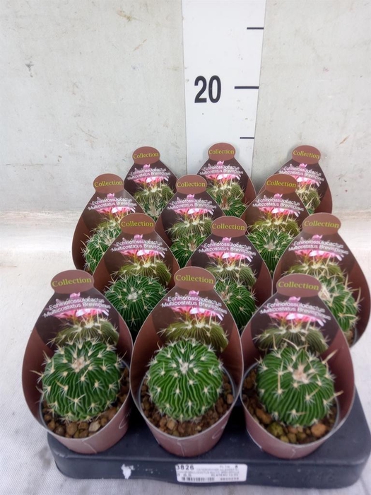 <h4>Succulents   ...</h4>