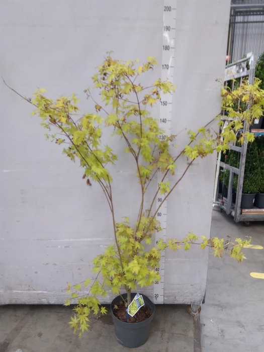 <h4>Acer palmatum 'Summer Gold'</h4>