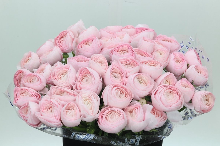 <h4>Ranunculus Clooney Lady Super</h4>