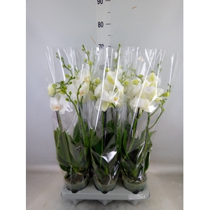 Phalaenopsis   ...white