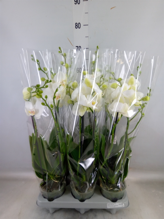<h4>Phalaenopsis   ...white</h4>