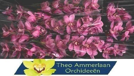 <h4>Monica 60 x10</h4>