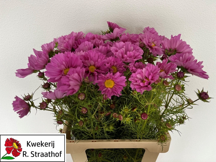 <h4>COSMOS BIPINNATUS</h4>
