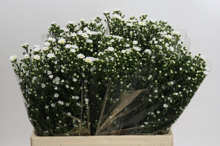 <h4>Aster Paquita</h4>