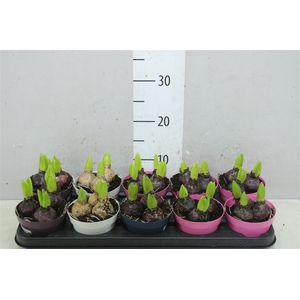 Hyacinthus Gemengd 3pp Colorpot