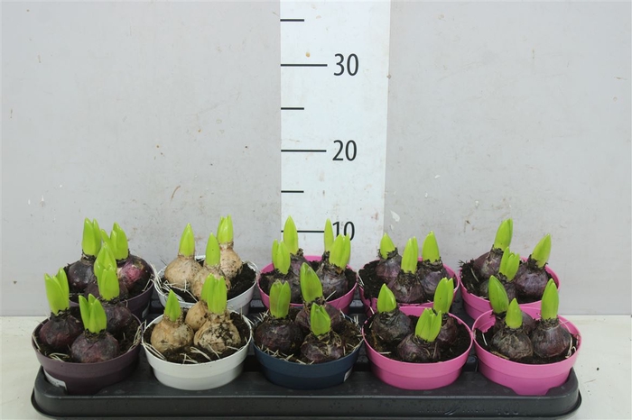 <h4>Hyacinthus Gemengd 3pp Colorpot</h4>