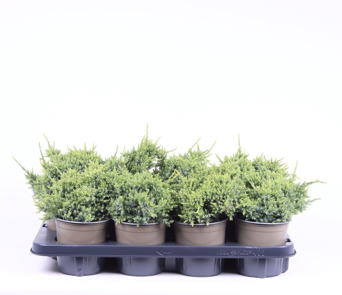 <h4>Juniperus squamata 'Holger'</h4>