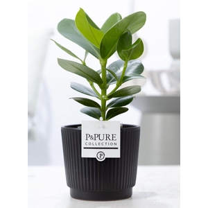 Clusia Rosea Princess in P&PURE Liv ceramics matt black