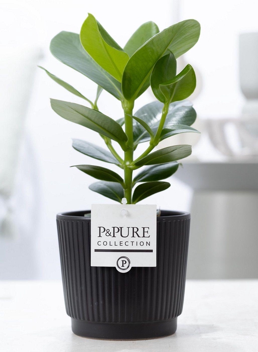 <h4>Clusia Rosea Princess in P&PURE Liv ceramics matt black</h4>
