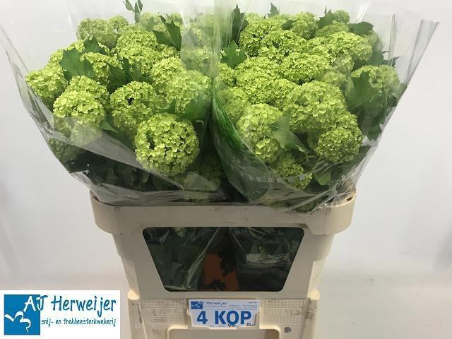 <h4>VIBURNUM ROSEUM ST</h4>