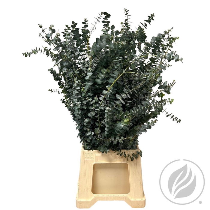 <h4>Euca Baby Blue 200gr</h4>