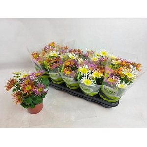 CHRYS SPLASH CARNAVAL P12