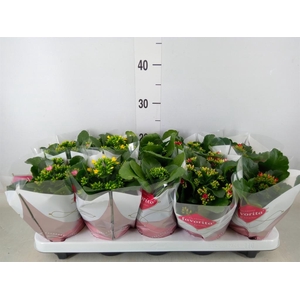 Kalanchoe blos.   ..mix 6