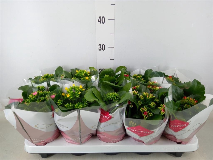 <h4>Kalanchoe blos.   ..mix 6</h4>