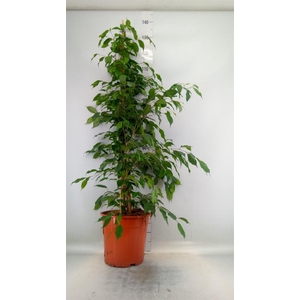 Ficus benja. 'Exotica'