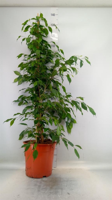 <h4>Ficus benja. 'Exotica'</h4>