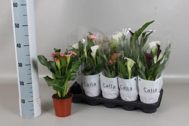 <h4>ZANT GEM 3 KL</h4>