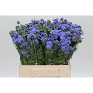 AGER H BLUE PLANET