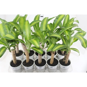 DRACENA VARIADO P12