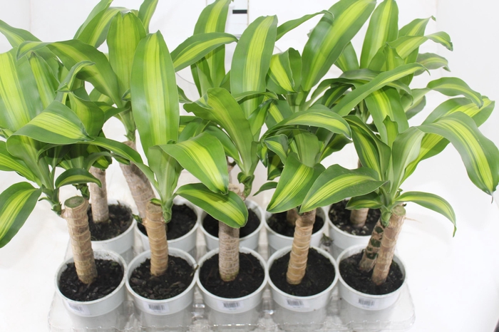<h4>DRACENA VARIADO P12</h4>
