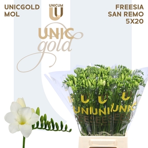 Fr En San Remo X20 Mol