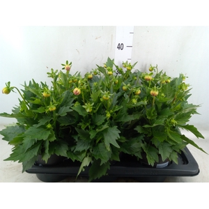 Dahlia  'Hypnotica Tropc Bree'