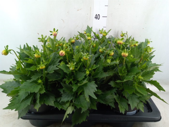 <h4>Dahlia  'Hypnotica Tropc Bree'</h4>