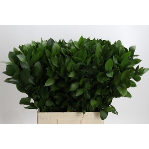 Ruscus Hypophyllum