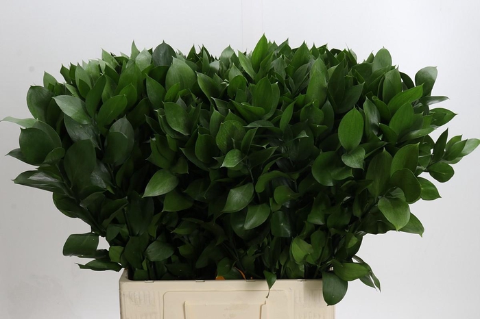 <h4>Ruscus Hypophyllum</h4>