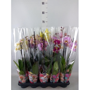 Phalaenopsis   ...mix  5