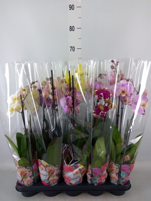 <h4>Phalaenopsis   ...mix  5</h4>