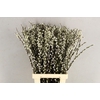 SALIX SNOW FLAKE