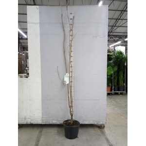 Prunus serrulata 'Amanogawa'