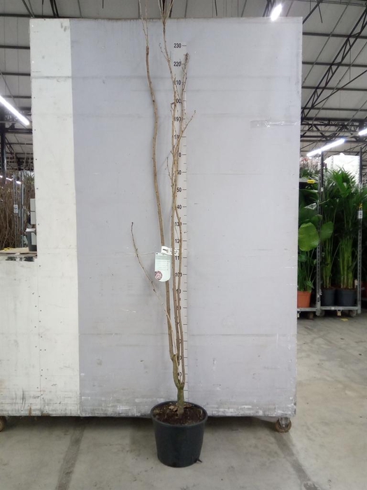 <h4>Prunus serrulata 'Amanogawa'</h4>