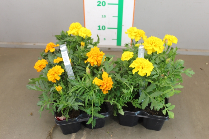 TAGETES YELLOW 6 PACK 