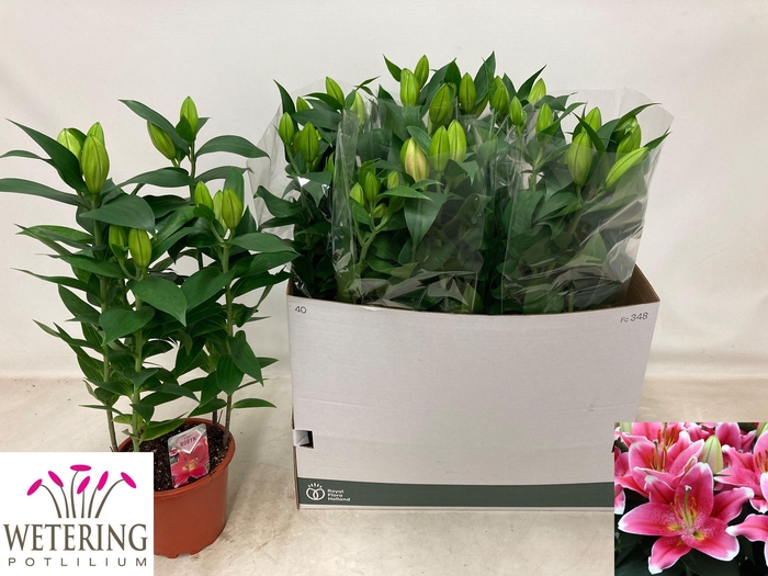 <h4>LIL OR SUNNY ROBYN</h4>