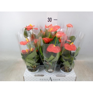 Anthurium andr. 'Orange Champion'