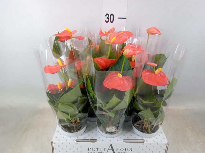 <h4>Anthurium andr. 'Orange Champion'</h4>