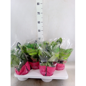 Scindapsus pictus 'Trebie'