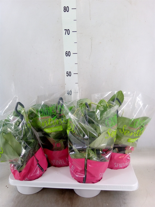 <h4>Scindapsus pictus 'Trebie'</h4>