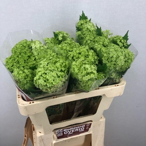 Viburnum L.50 1-4 flowers