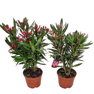 NERI OLEANDER