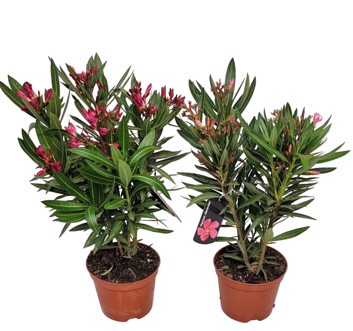 <h4>NERI OLEANDER</h4>