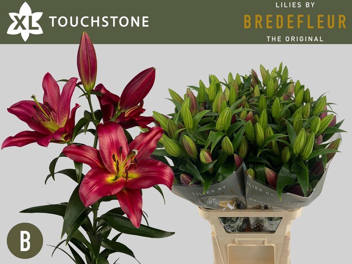 <h4>LI OT TOUCHSTONE 5+</h4>