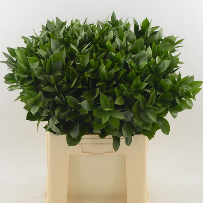 <h4>Ruscus Hypophyllum</h4>