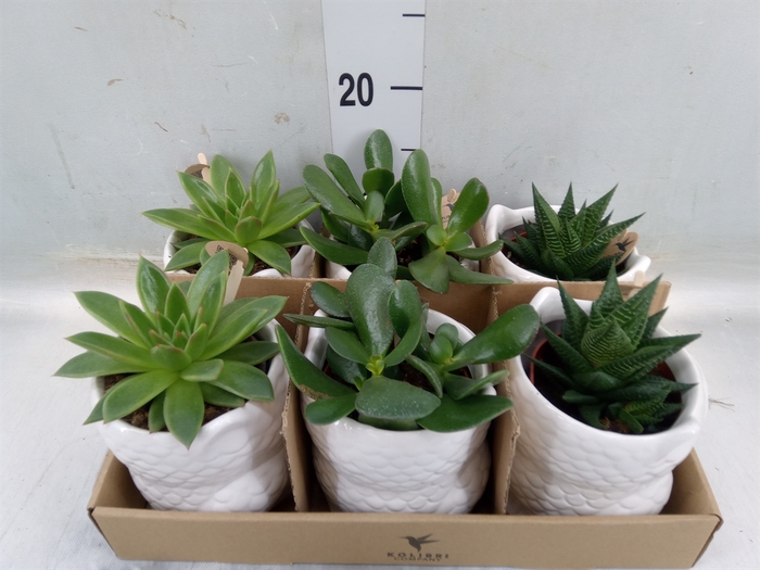 <h4>Succulents   ...mix 3</h4>