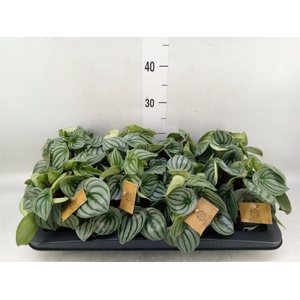 Peperomia argyreia